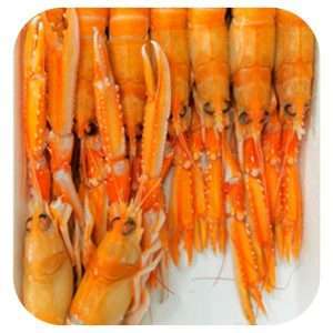 Escamarla 00 arofish