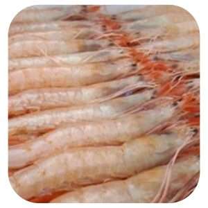 Gamba Blanca 3AB Mabrouk